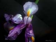 unknow artist, Realistic Orchid